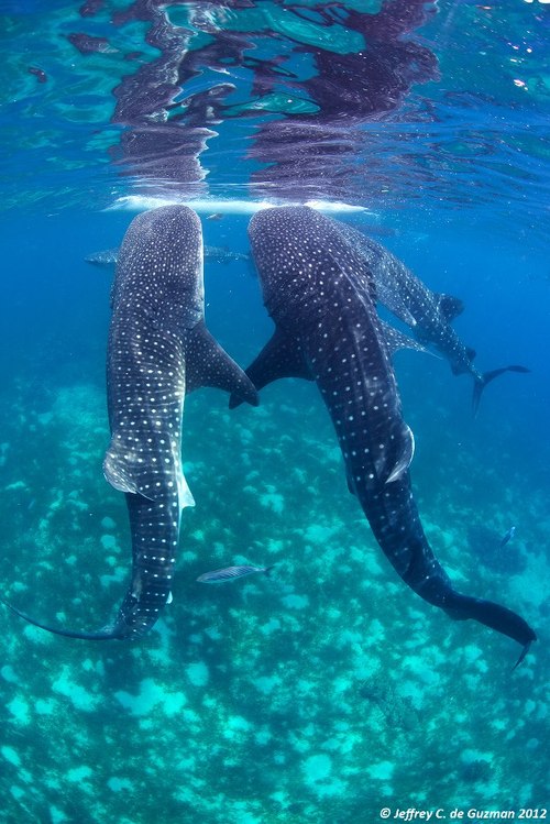 Djibouti Whale sharks